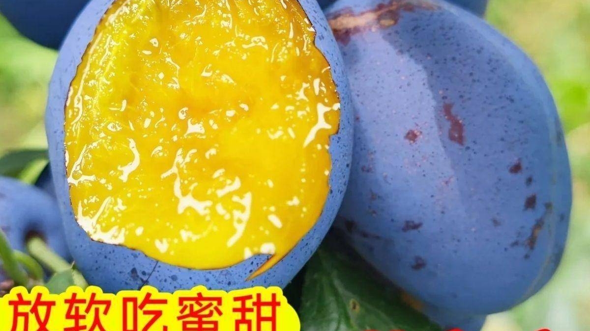 甘肃省天水市秦州区陇上三合家庭农场