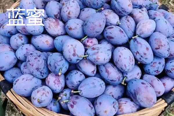 甘肃天水法兰西梅