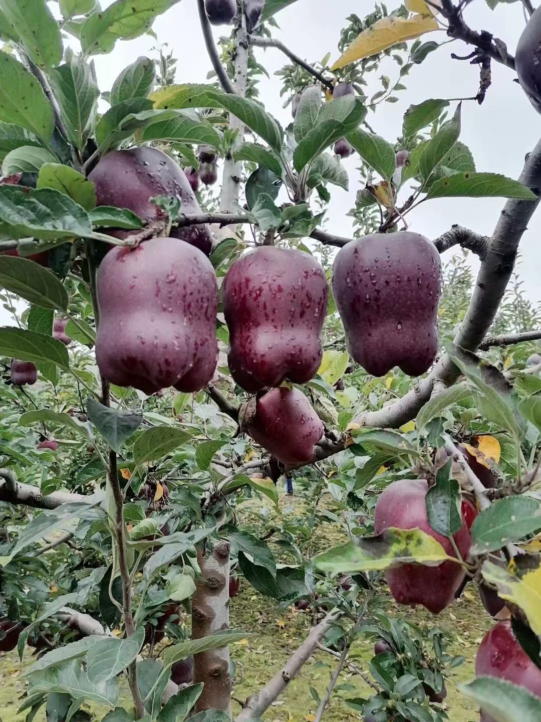 甘肃天水花牛苹果基地，黄土高原山地梯田果园。高海拔大温差，充足日照，厚层黄土沃土