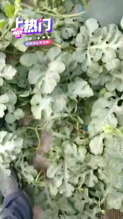 黑无籽大吨位供应