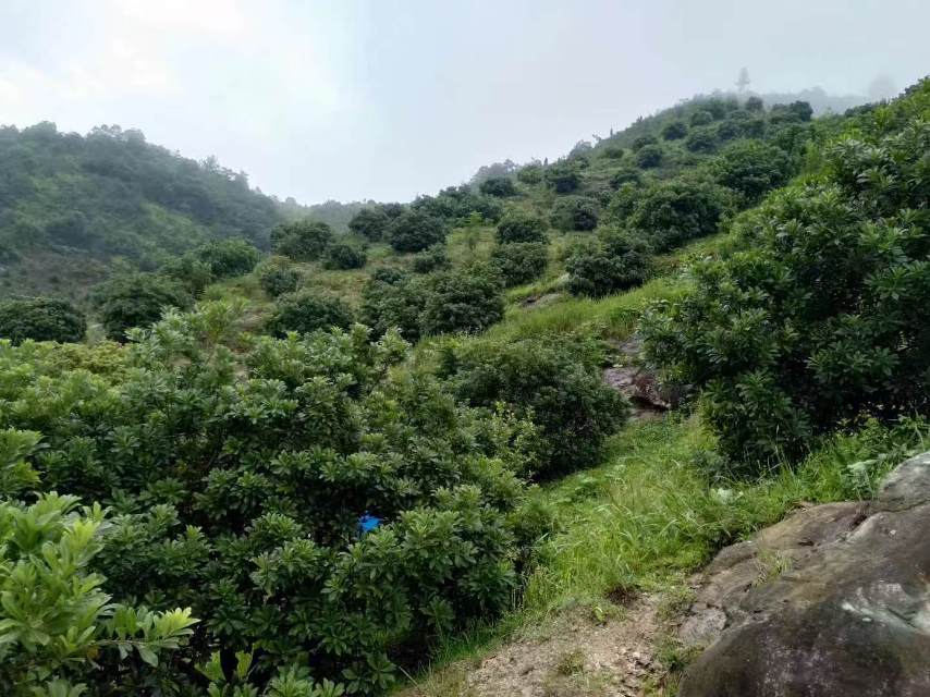大家好，我是卢森林，来自浙江省台州市仙居县，
我来水果名片了，期待认识更多水果行