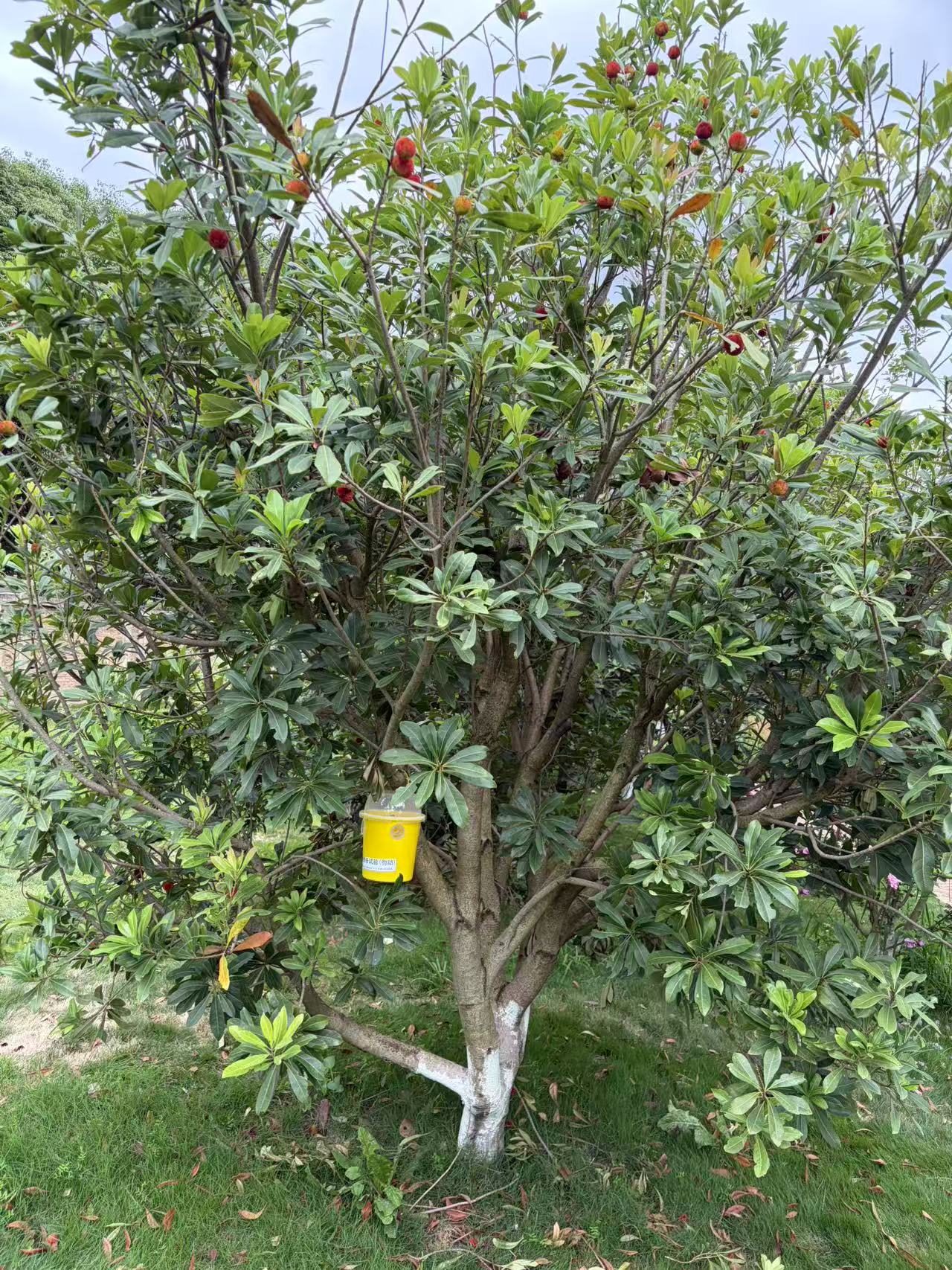 什么样才算一颗好果子？
到底什么样的果子，才算真正的好果？
很多人种果，只盯着外