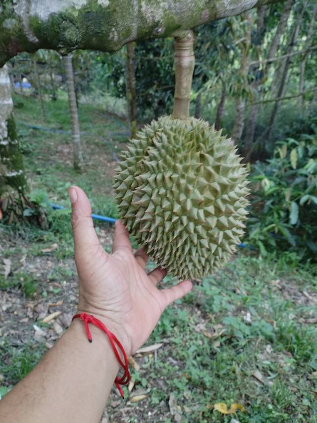 走品质，口感好，吃的安全，选树熟😀