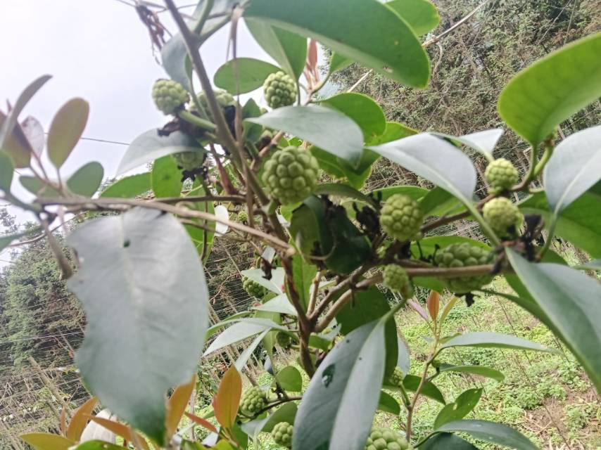 大家好，我是周加骏，来自云南省红河哈尼族彝族自治州河口瑶族自治县，
我来水果名片