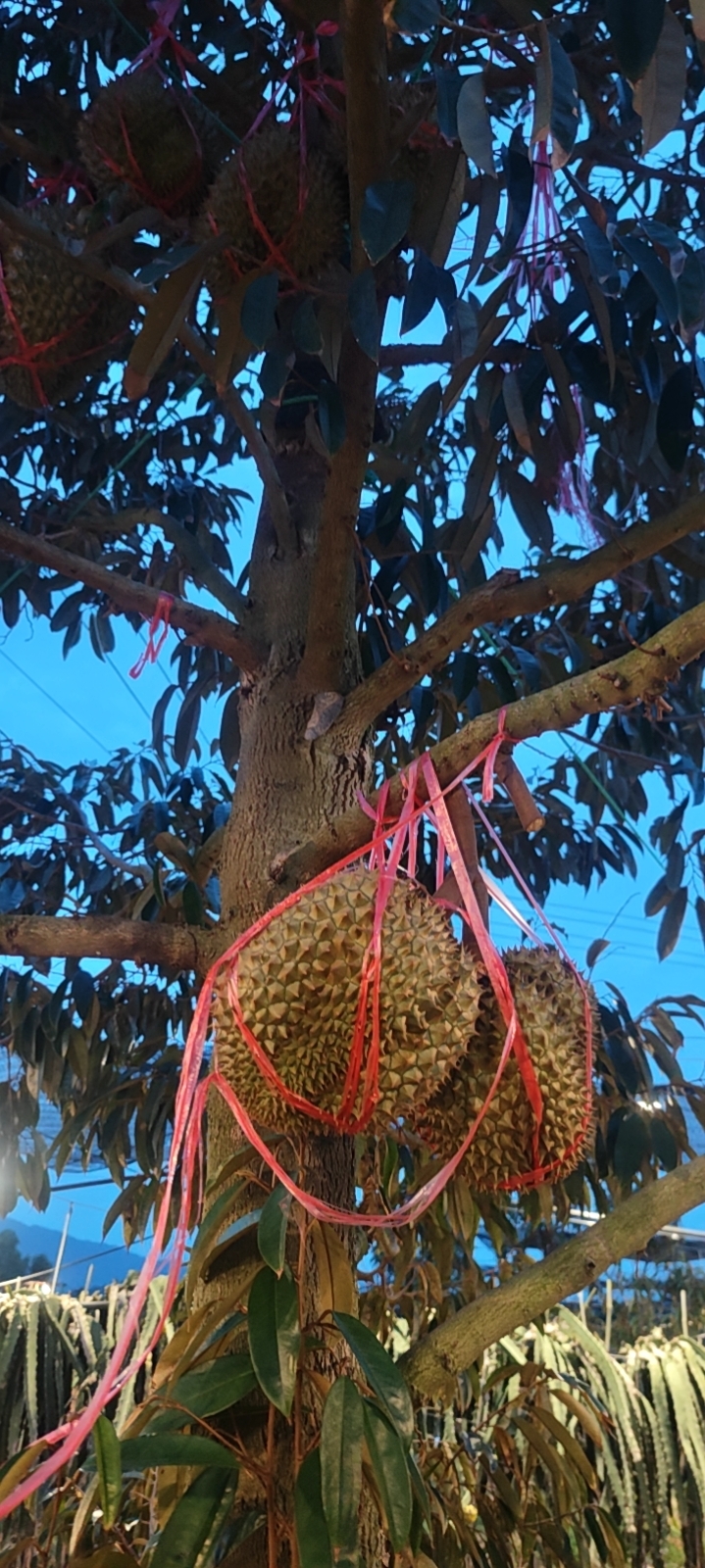 大家好，我是陈增，来自海南省乐东黎族自治县，
我来水果名片了，期待认识更多水果行