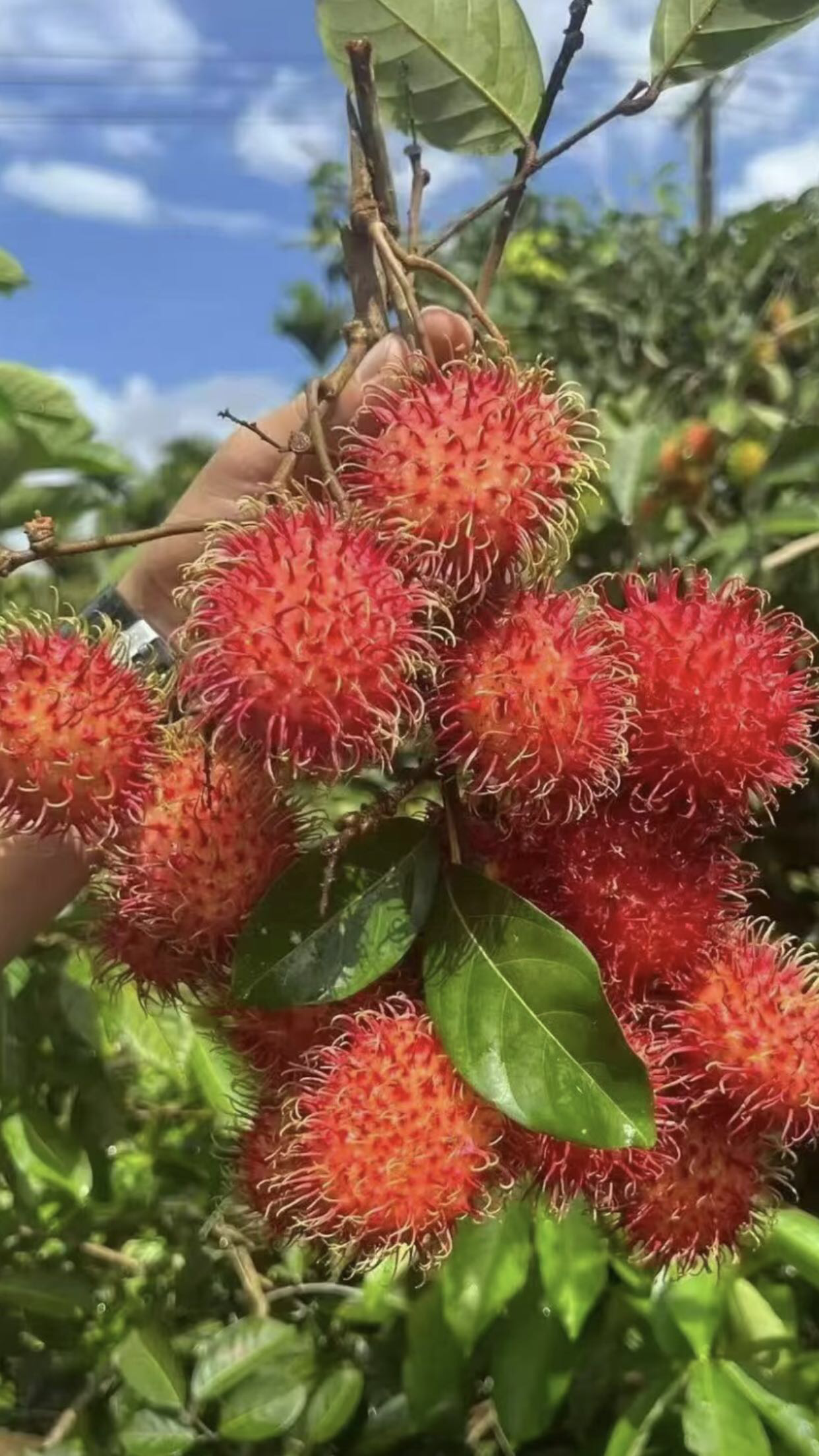 大家好，我是红毛丹小郑，来自海南省保亭黎族苗族自治县，
我来水果名片了，期待认识