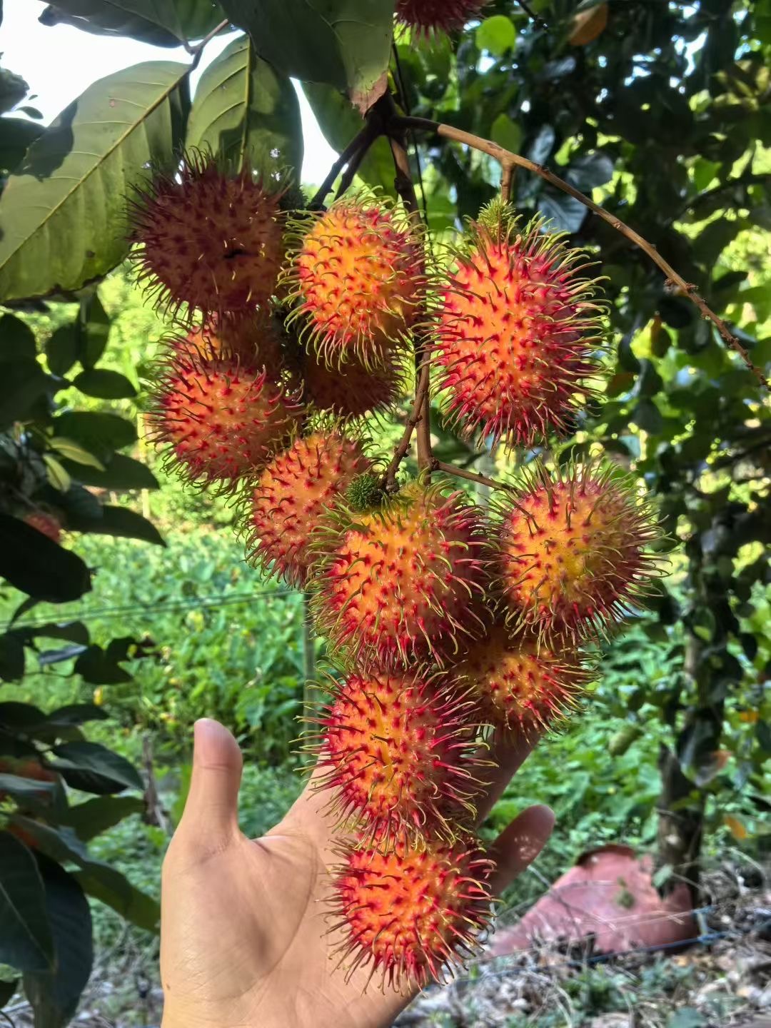 大家好，我是来自海南省保亭黎族苗族自治县，小郑
我来水果名片了，期待认识更多水果