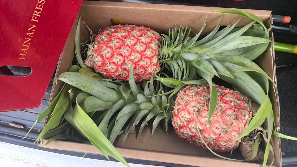 大家好，我是姜书星，来自海南省三亚市天涯区，
我来水果名片了，期待认识更多水果行