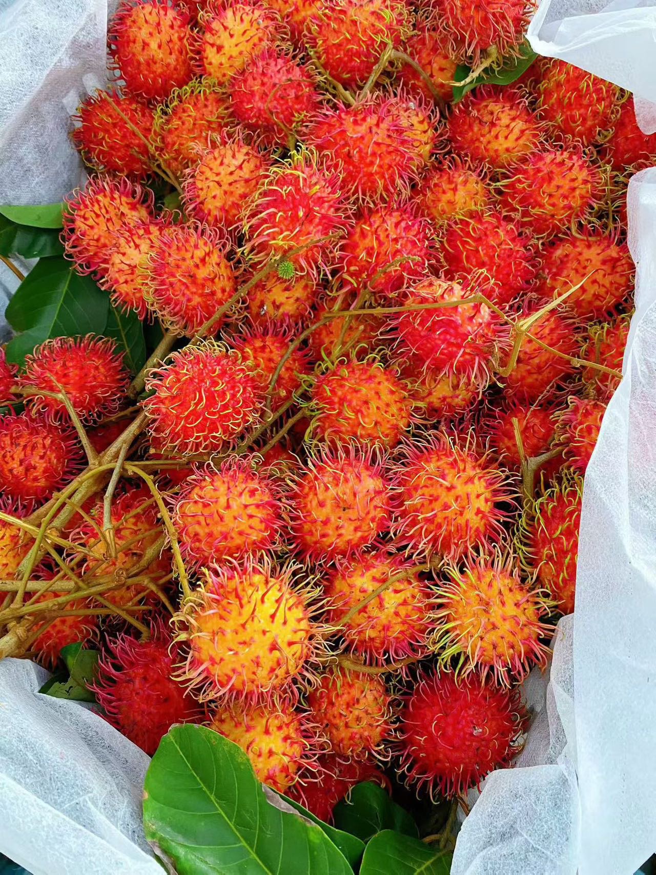 大家好，我是《丽迪莎》🥭🍍，来自海南省儋州市南丰镇，
我来水果名片了，期待认识更