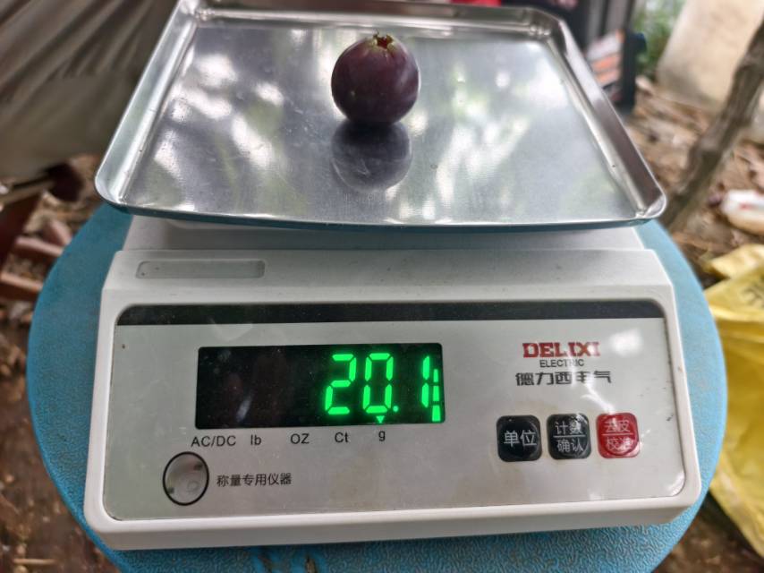 甬优一号，全面成熟
欢迎各位老板采购