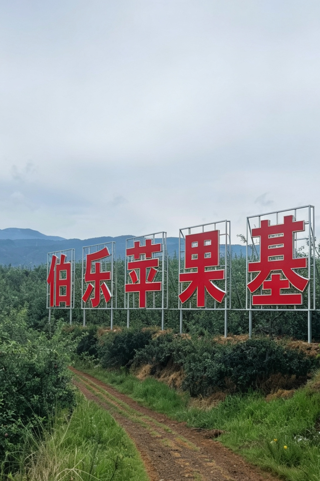 【昭通伯乐苹果基地·红露苹果上市】
早熟红露大量开园，货源充足！
高海拔产区，上