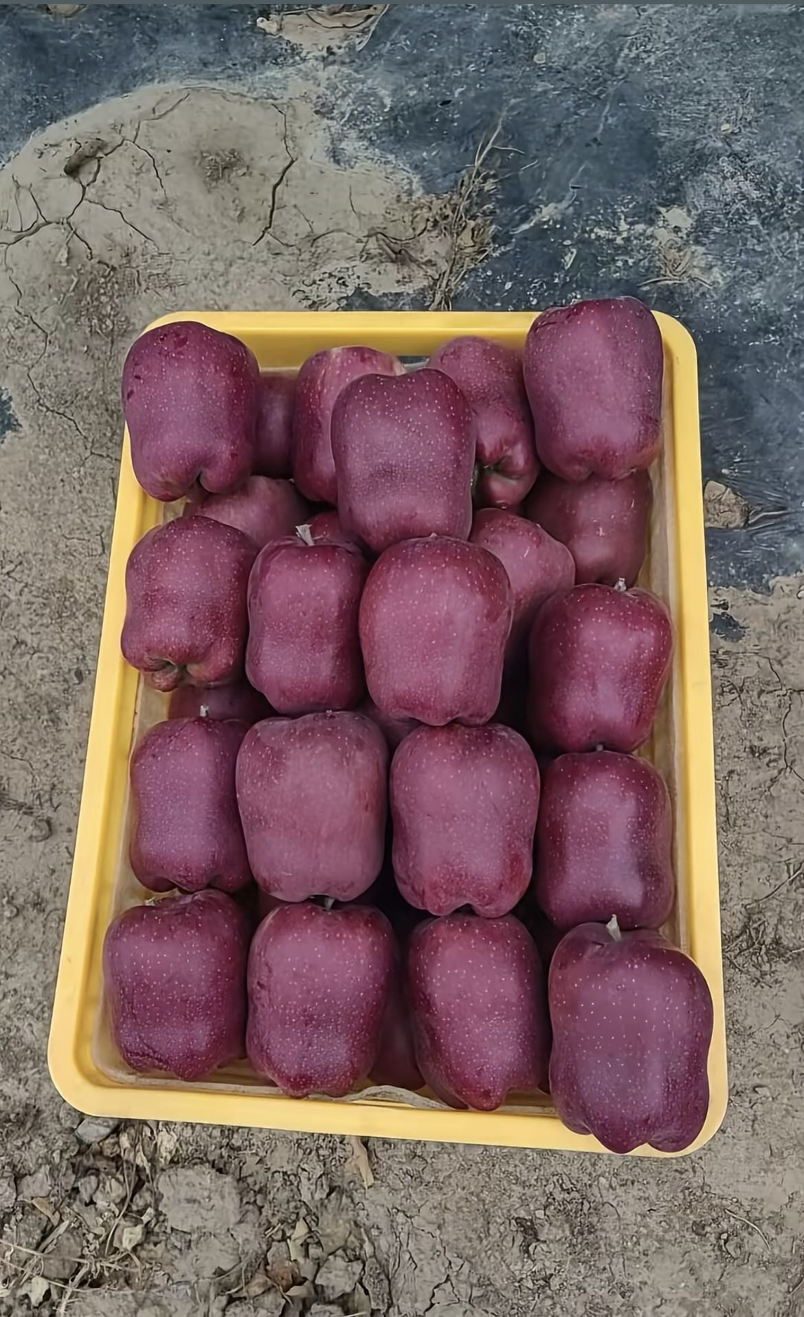 🍎甘肃原产地花牛苹果大量上市，源头一手货源批发
山地露天种植，昼夜温差大，糖分足