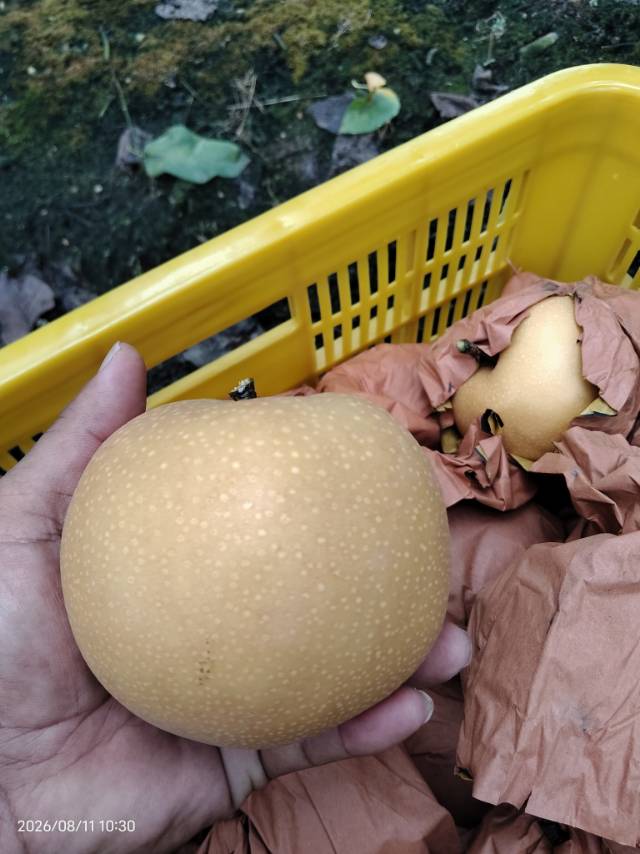 大家好，我是向光而行，来自山东省青岛市莱西市，
我来水果名片了，期待认识更多水果