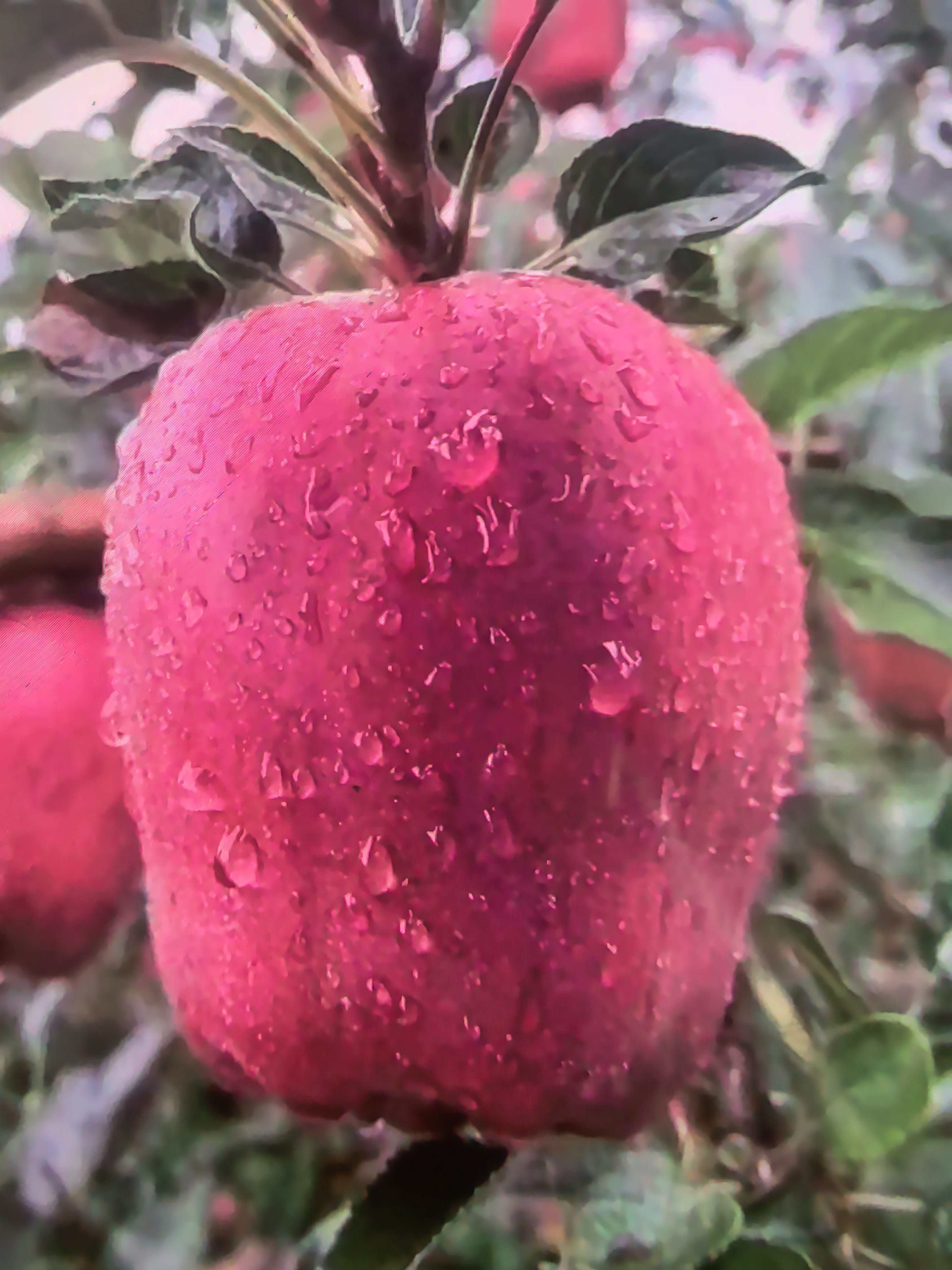 天水优质花牛苹果，需要的客商可以联系合作。