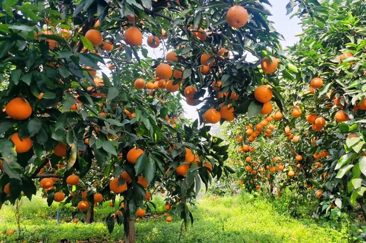 🍊 井研柑橘核心基地
‌规模与资质‌：全县柑橘种植面积达‌23万亩‌，涵盖37个