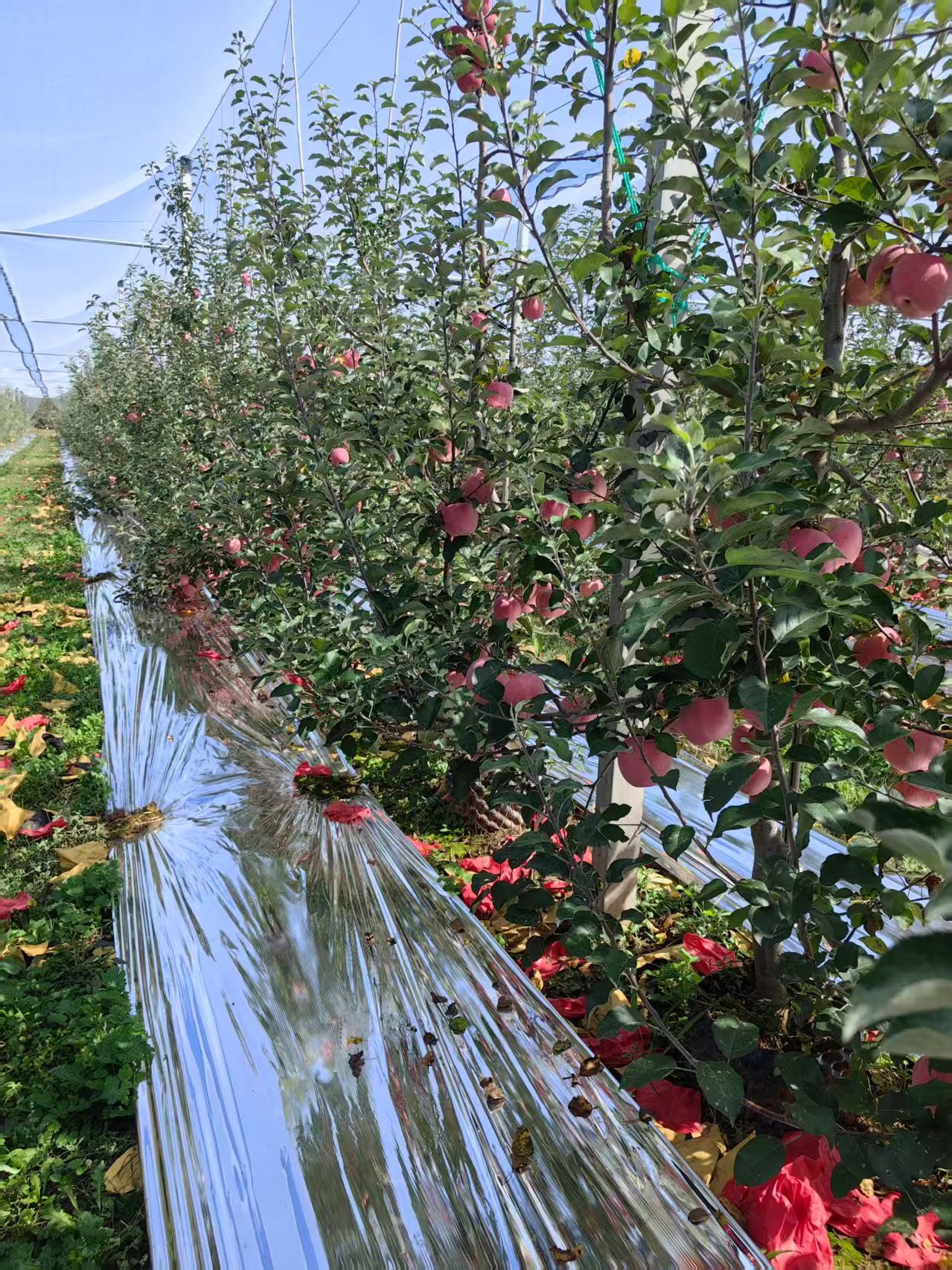 大家好，我是新用户YACHW1，来自陕西省延安市富县，
我来水果名片了，期待认识