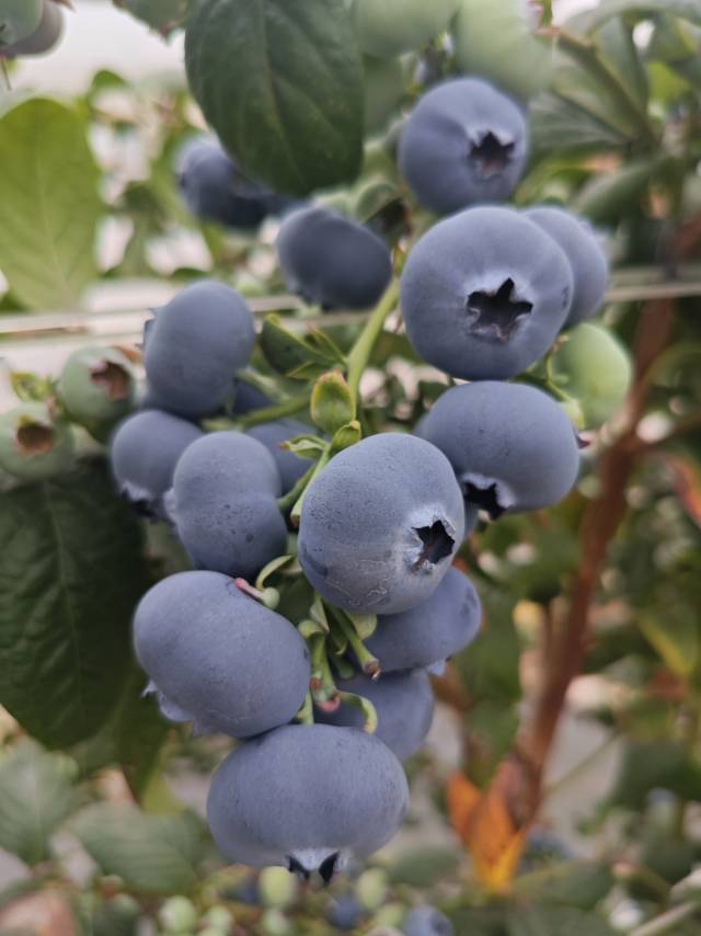 蓝莓鲜果，基地直发
