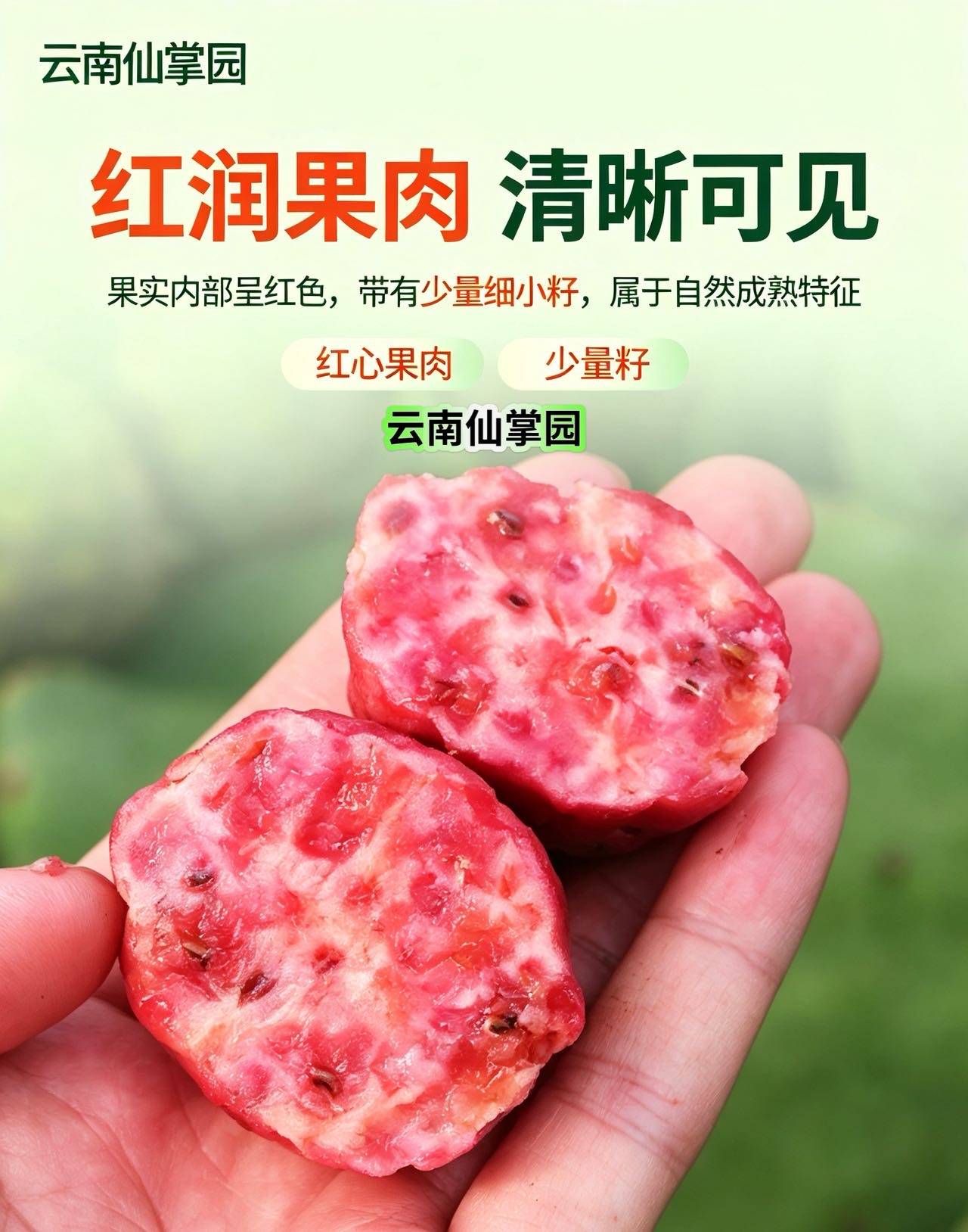 云南仙掌园仙人掌种植基地欢迎您！