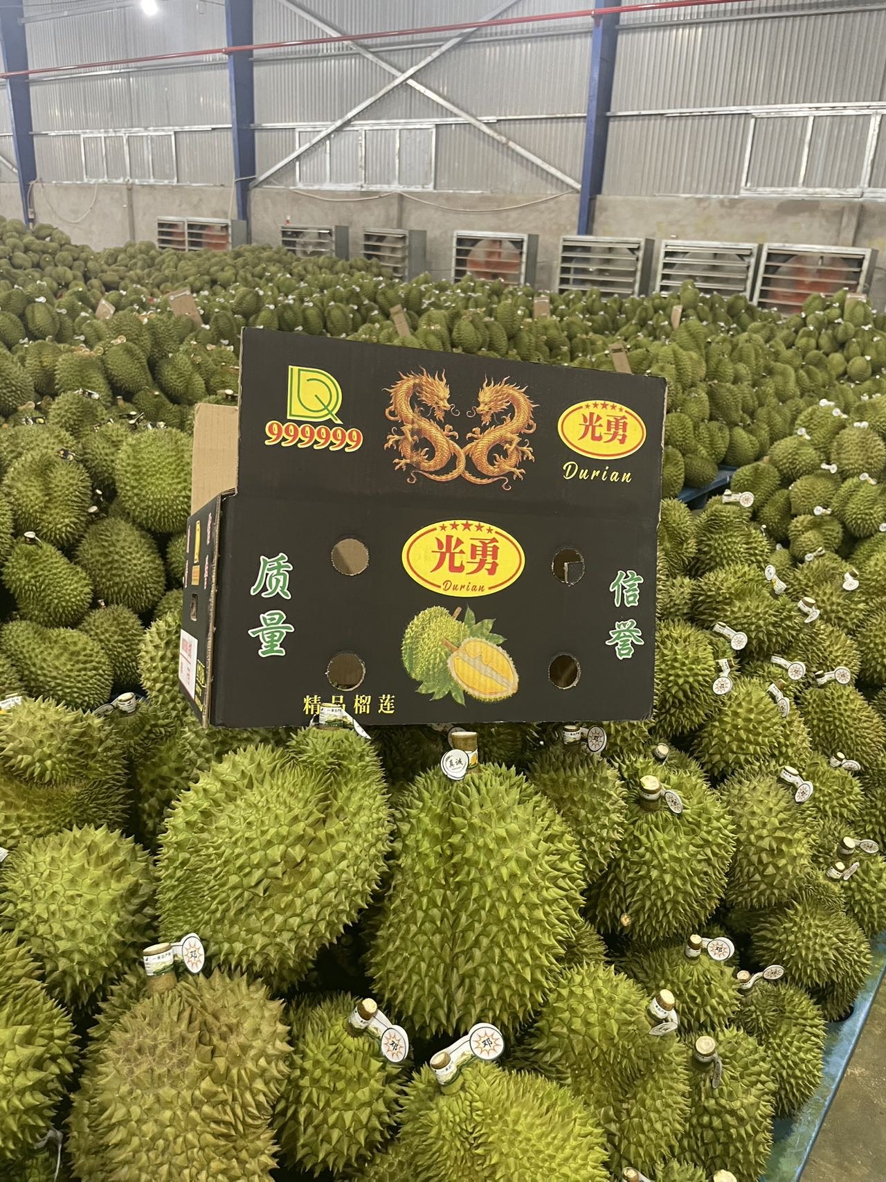 越南得乐省邦湖市 Monthong 榴莲，果园种植区代码清晰可追溯，品质卓越，专
