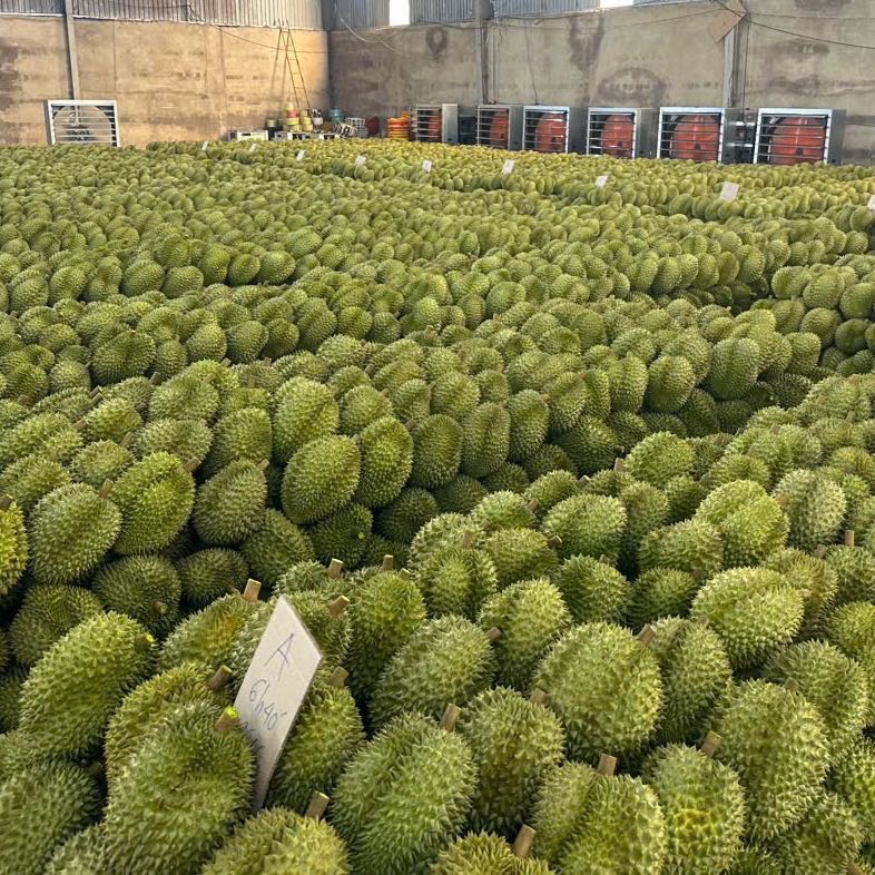 我这边目前有越南得乐省的榴莲货源，主要是 Monthong（金枕）品种。近期我计
