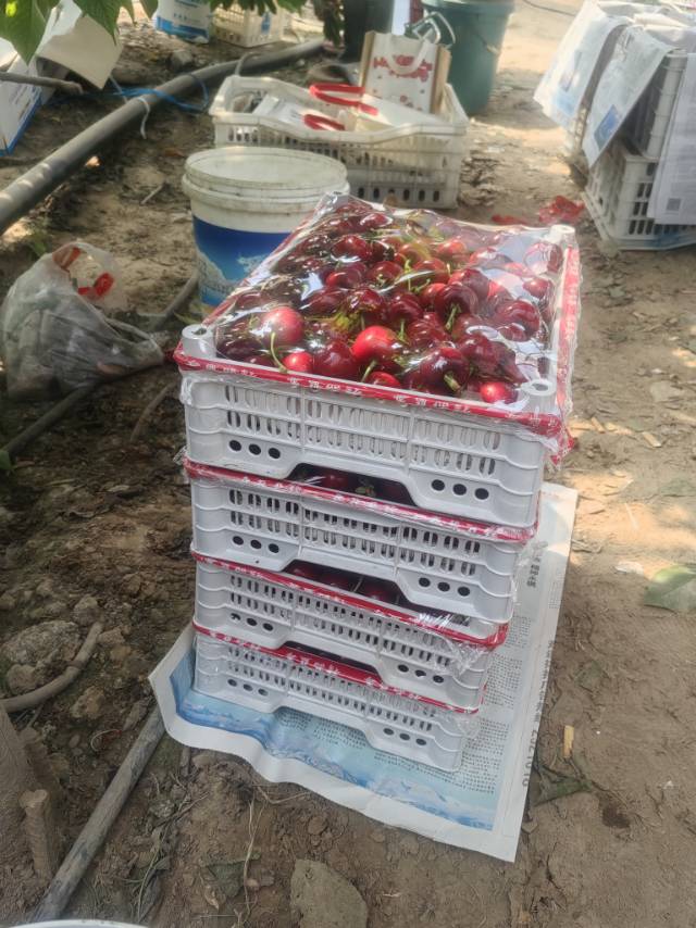 大家好，我是刘东鸿路樱桃，来自山东省聊城市冠县，
我来水果名片了，期待认识更多水