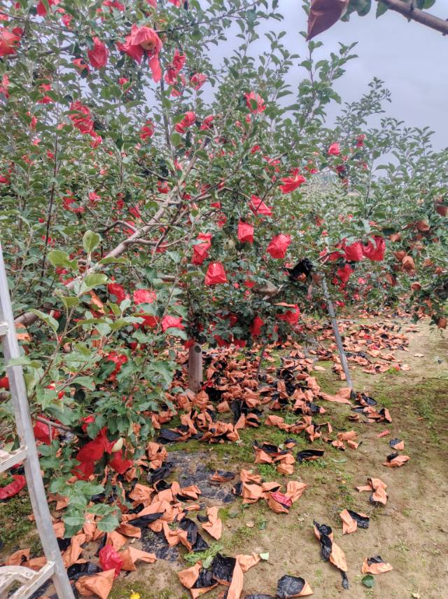大家好，我是新用户A9OGF0，来自甘肃省平凉市静宁县，
我来水果名片了，期待认