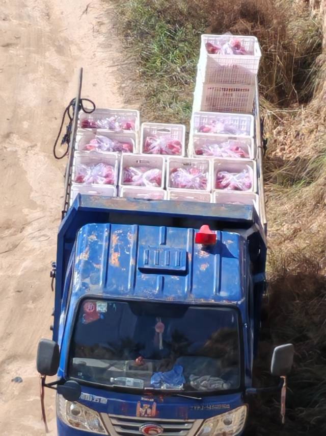 庄浪高原红富士