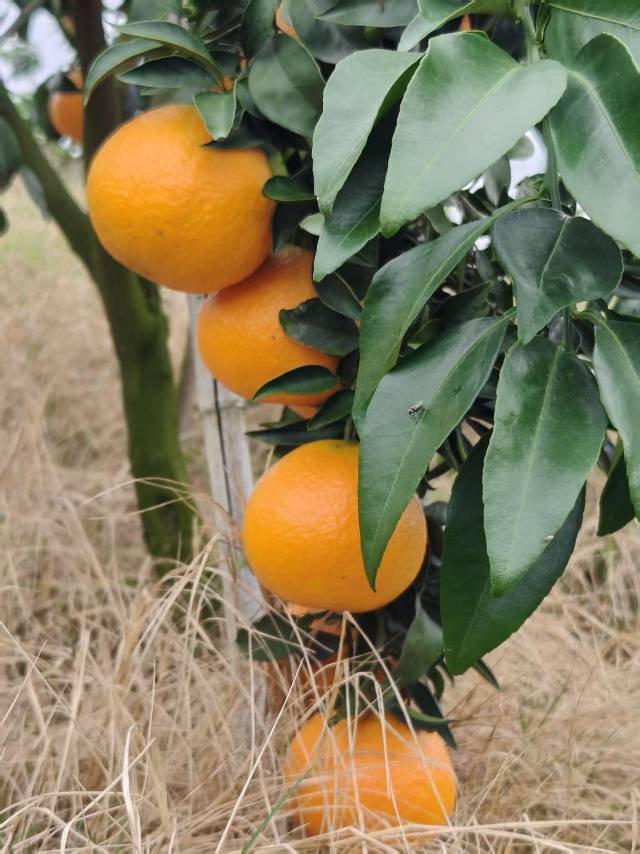 自家果园爱媛果冻橙上市啦🍊
现摘现发，果子新鲜、皮薄多汁，口感化渣。
欢迎水果店