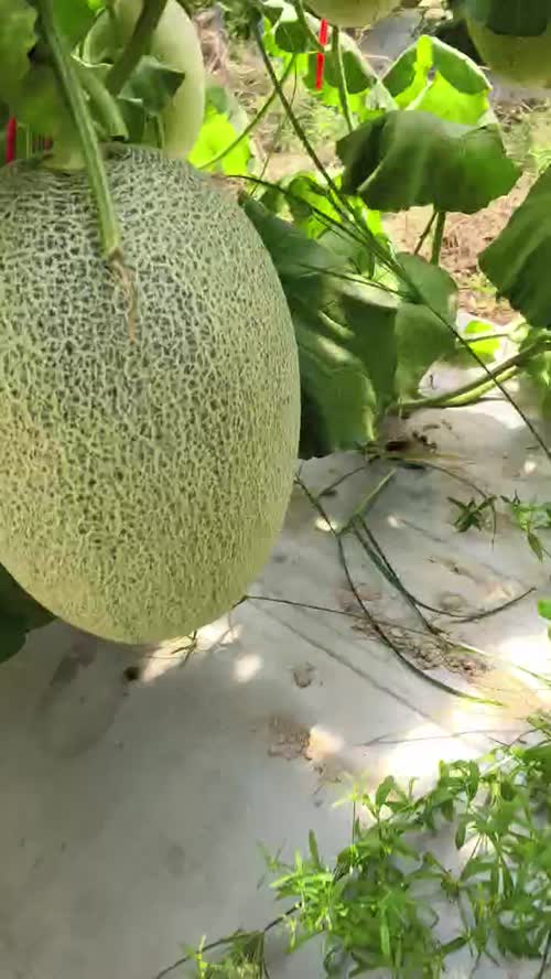 常年供应哈密瓜，品质三包，全程售后