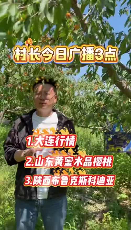 村长今日大樱桃广播📢3点:大连产区，山东红灯黄蜜，陕西布鲁克斯科迪亚！全面上市！