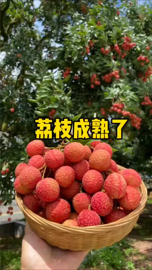 从古至今这颗荔枝甜了千年 从古至今没人能拒绝这口荔枝，现在不用等快马，熊喵鲜生直