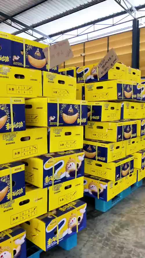 稀有老树榴莲，认准乘风破浪！乘风破浪の榴莲即将上市，严选泰国核心产区老树金枕，只