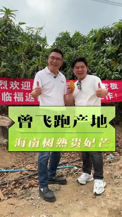 贵妃芒正当季，一颗真正的树上熟贵妃芒，是如何练成的。。。#曾飞到处跑#树上熟贵妃